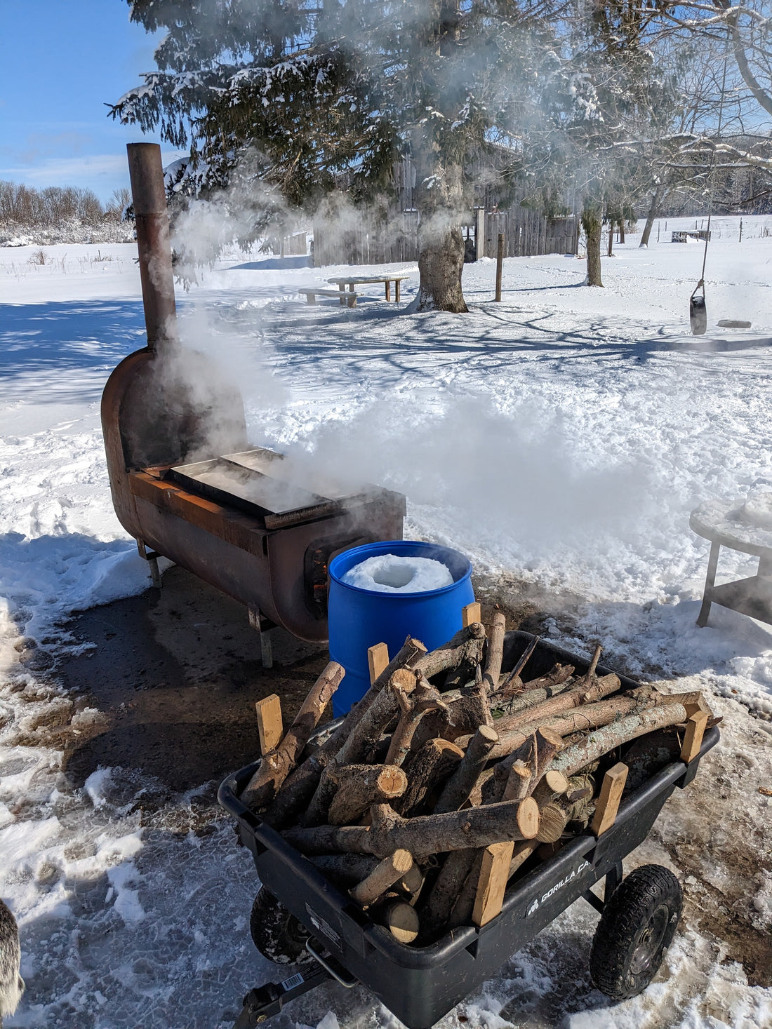 Making maple syrup
